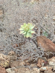Aeonium