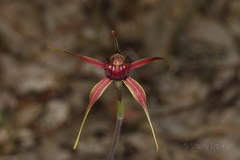 Caladenia decora