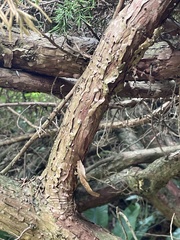 Chamaecyparis obtusa
