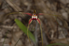 Caladenia decora