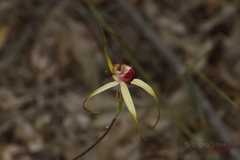 Caladenia decora