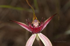 Caladenia decora