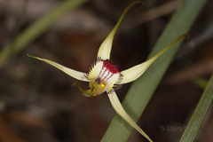 Caladenia decora