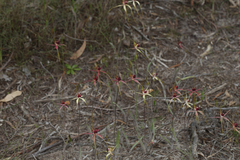 Caladenia decora