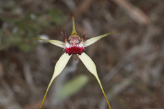 Caladenia decora