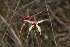 Caladenia decora