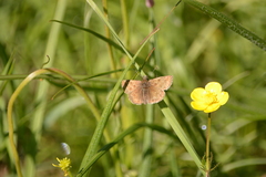 Erynnis tages