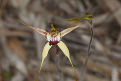 Caladenia decora