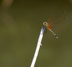 Trithemis pallidinervis