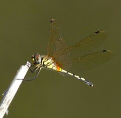 Trithemis pallidinervis