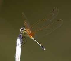 Trithemis pallidinervis