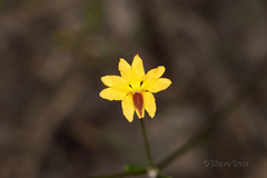 Goodenia trinervis