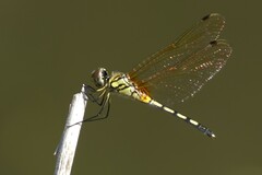 Trithemis pallidinervis