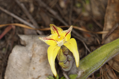 Caladenia flava flava