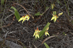 Caladenia flava flava