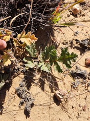 Pelargonium radulifolium