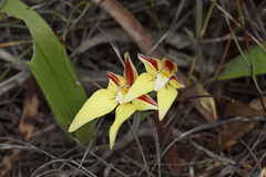 Caladenia flava flava