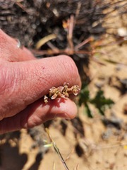 Pelargonium radulifolium