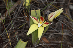 Caladenia flava flava