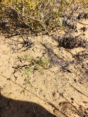Pelargonium senecioides