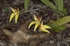 Caladenia flava flava