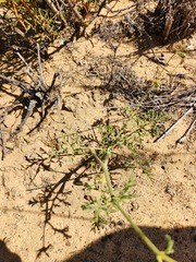 Pelargonium senecioides