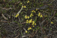 Caladenia flava flava