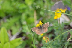Erynnis tages