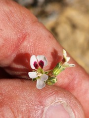 Pelargonium senecioides