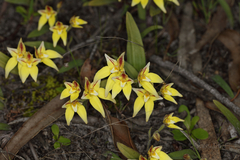 Caladenia flava flava