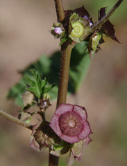 Malva parviflora