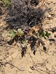 Pelargonium radulifolium