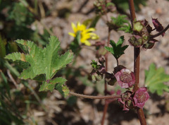 Malva parviflora