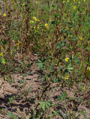 Malva parviflora