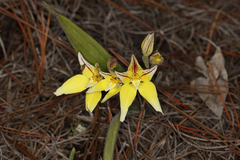 Caladenia flava flava