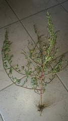 Chenopodium betaceum