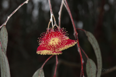 Eucalyptus caesia