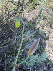 Albuca cooperi