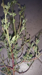 Chenopodium betaceum