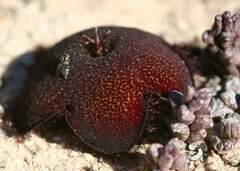 Tridentea pachyrrhiza