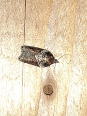 Acleris celiana