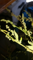 Chenopodium betaceum