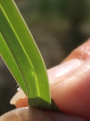Helictochloa marginata
