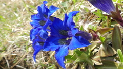 Gentiana occidentalis