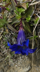 Gentiana occidentalis