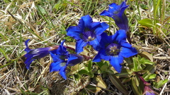 Gentiana occidentalis