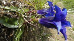Gentiana occidentalis