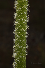Xanthorrhoea platyphylla