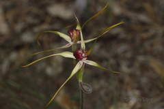 Caladenia decora