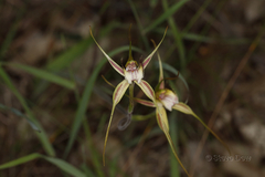 Caladenia decora